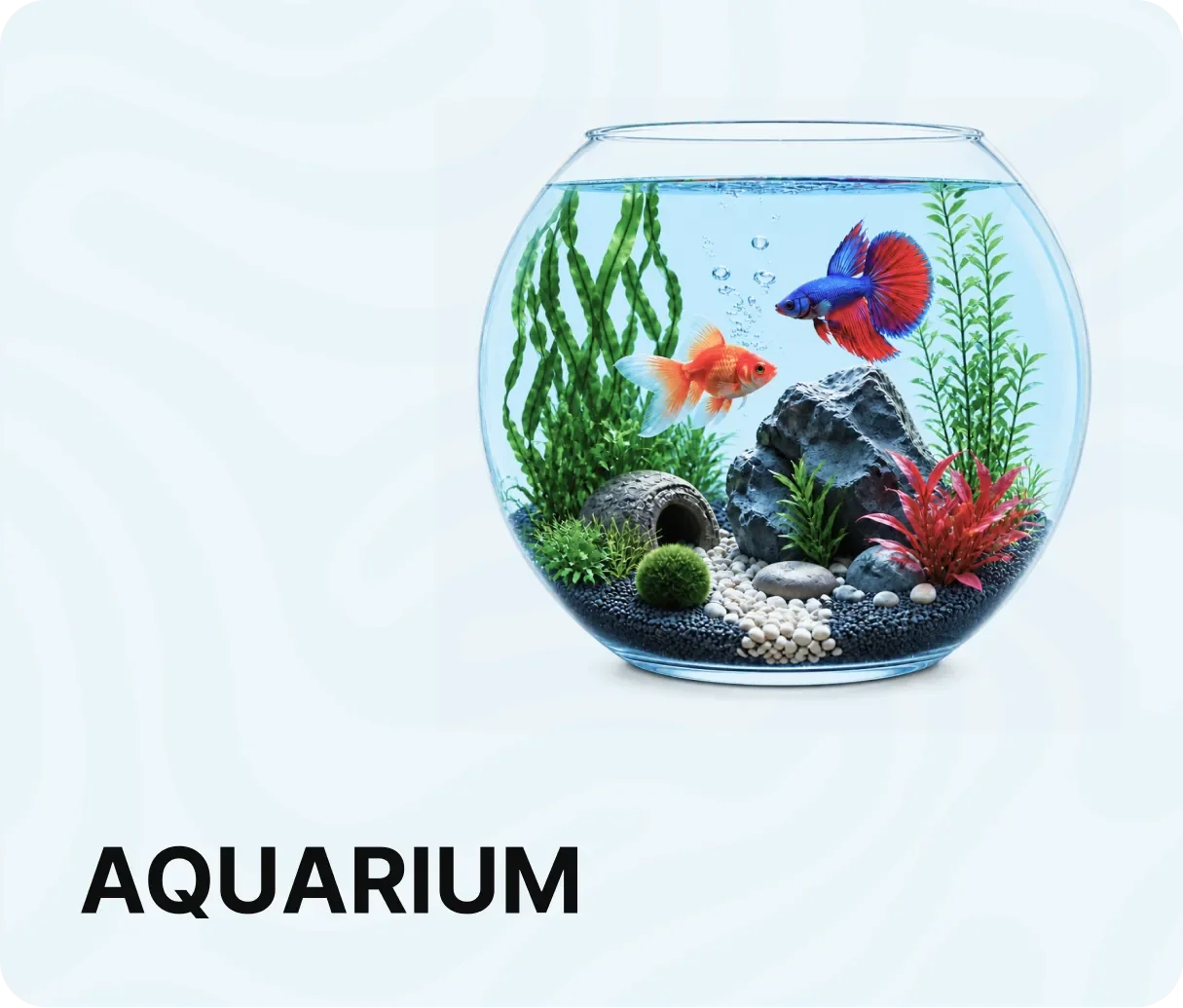 https://storage.ayshei.xyz/cms/assets/aquarium_33_8ff0116b7e.webp
