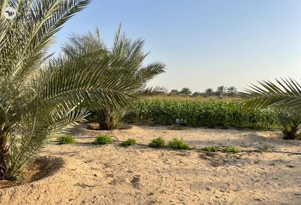 FARM FOR SALE IN AL AJBAN