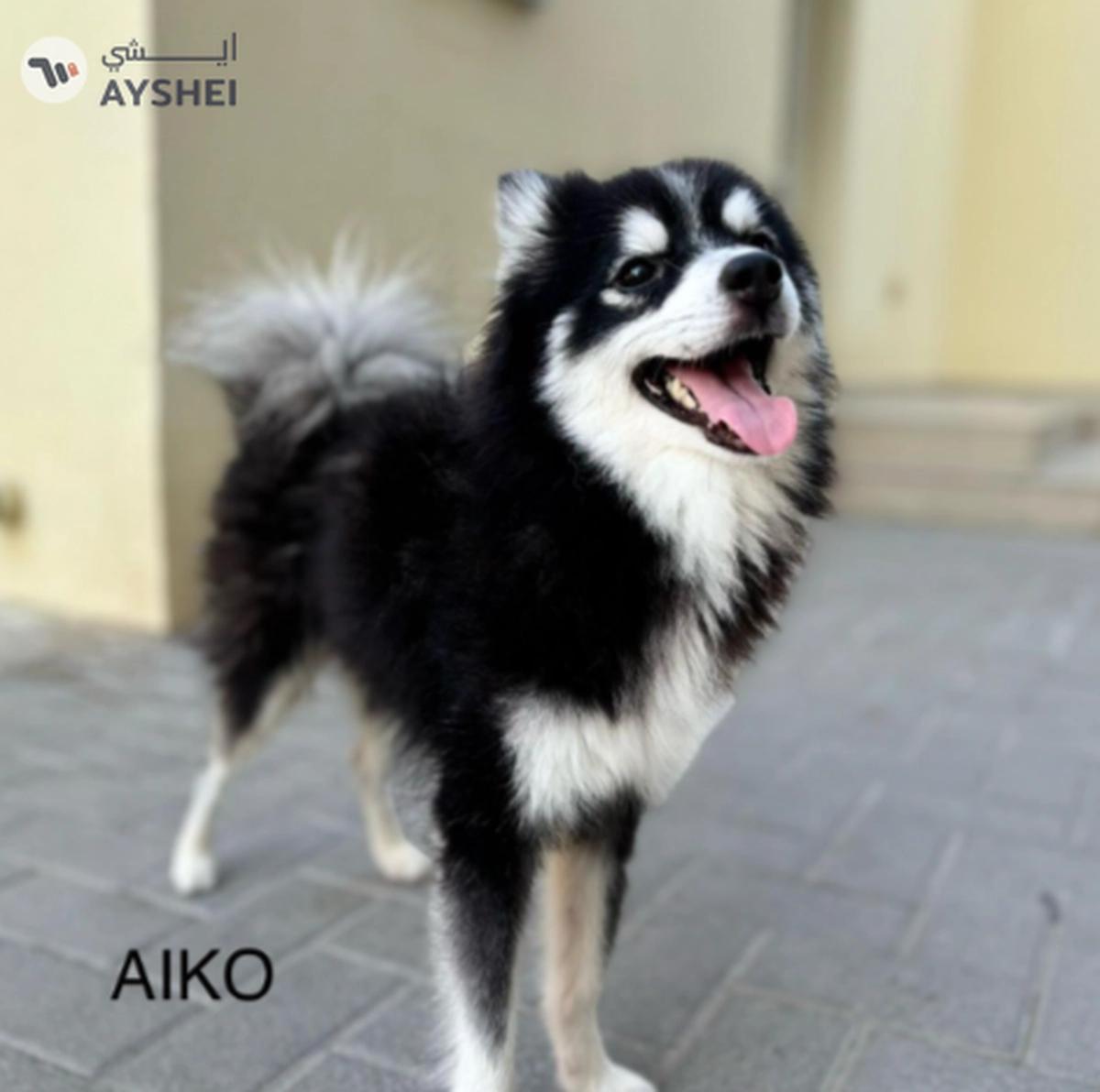 Cute Puppies looking for new home-0-0
