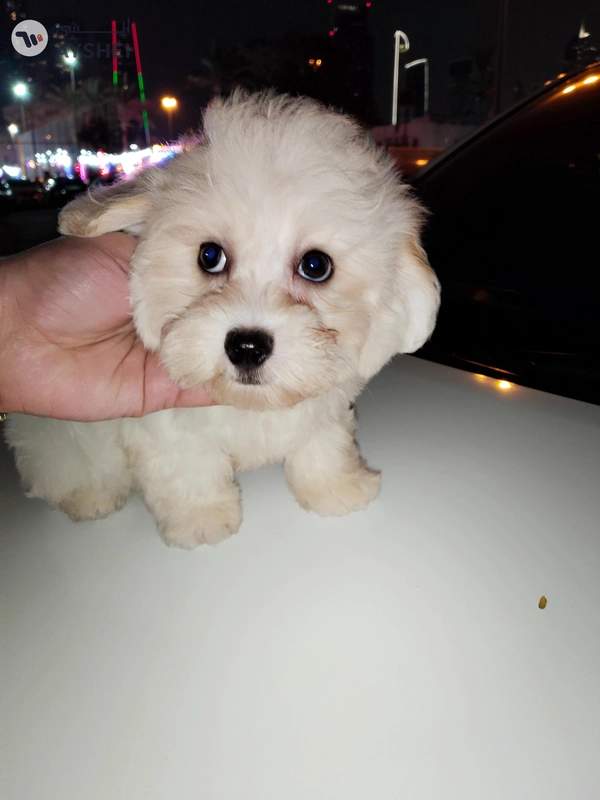 cute fluppy white puppy
