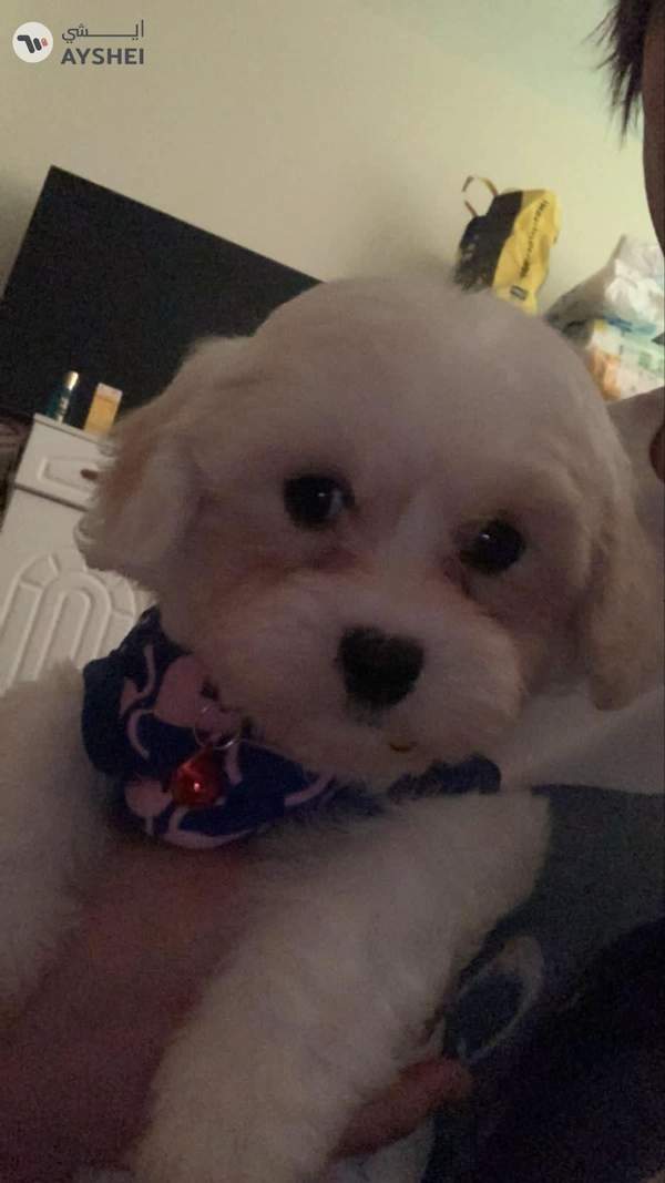 Maltipoo male 2months old available