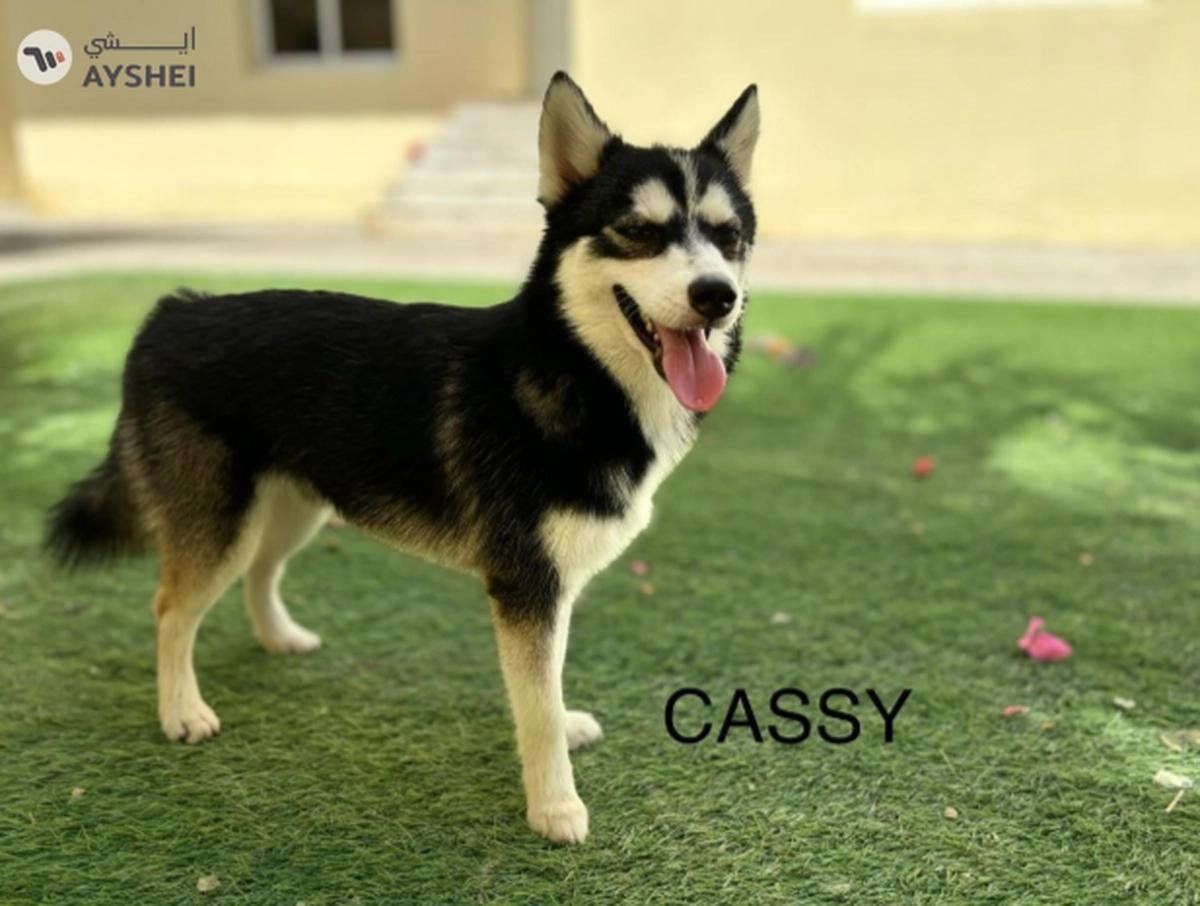 Cute Puppies looking for new home-0-0
