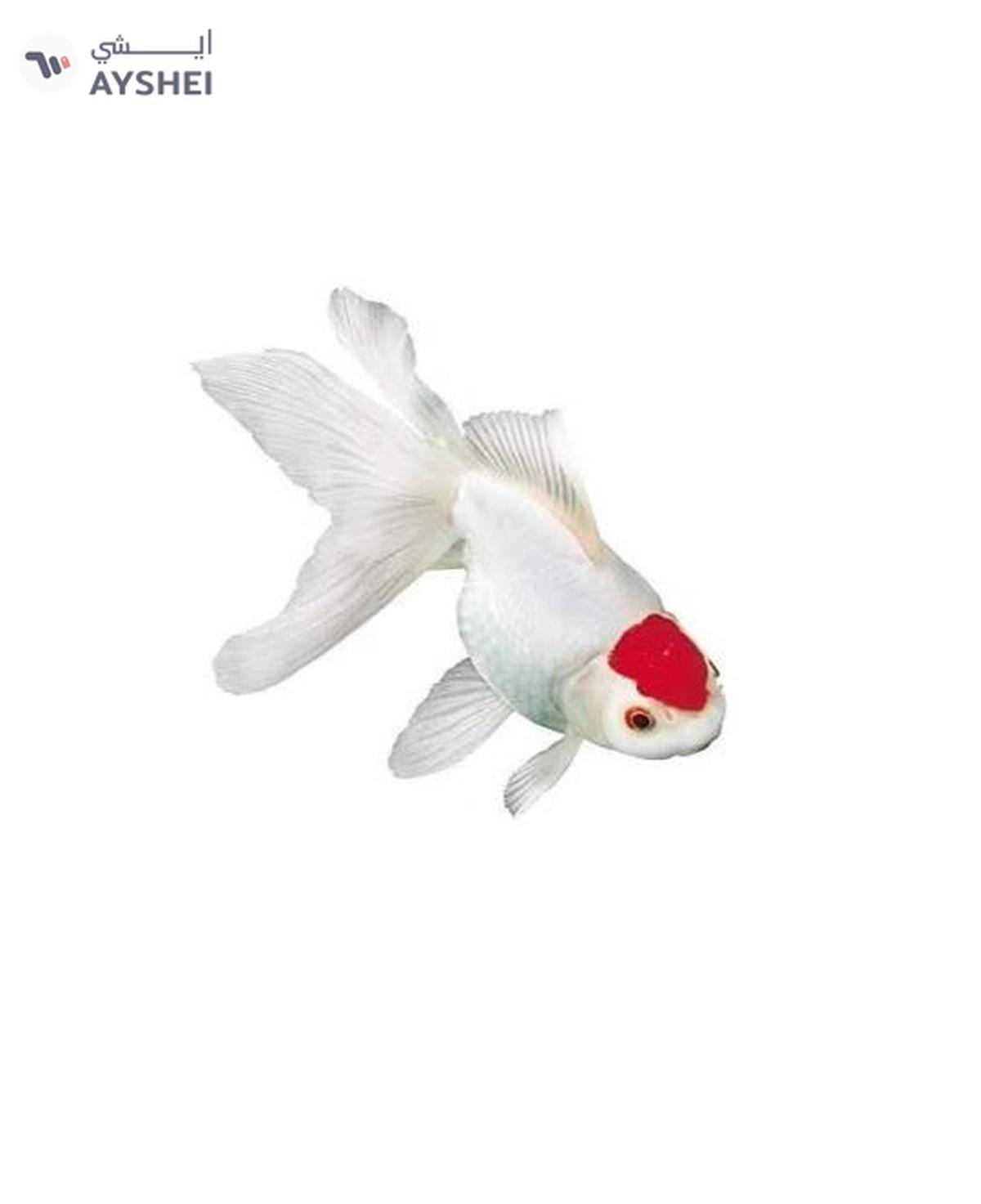 Sera Goldy Gran (1 oz, 100 mL)-1-portrait