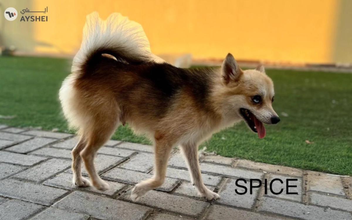 Cute Puppies looking for new home-0-0