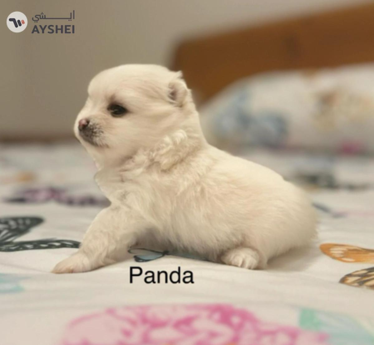 Cute Puppies looking for new home-0-0
