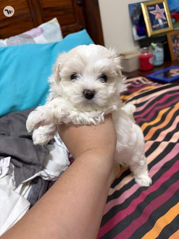 puppy maltese