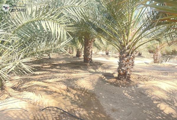 FARM FOR SALE IN AL AJBAN