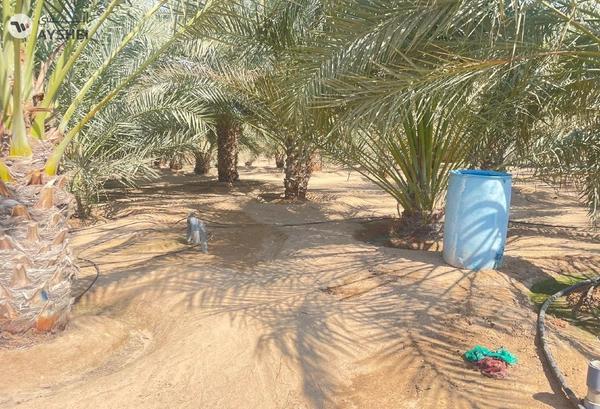 FARM FOR SALE IN AL AJBAN