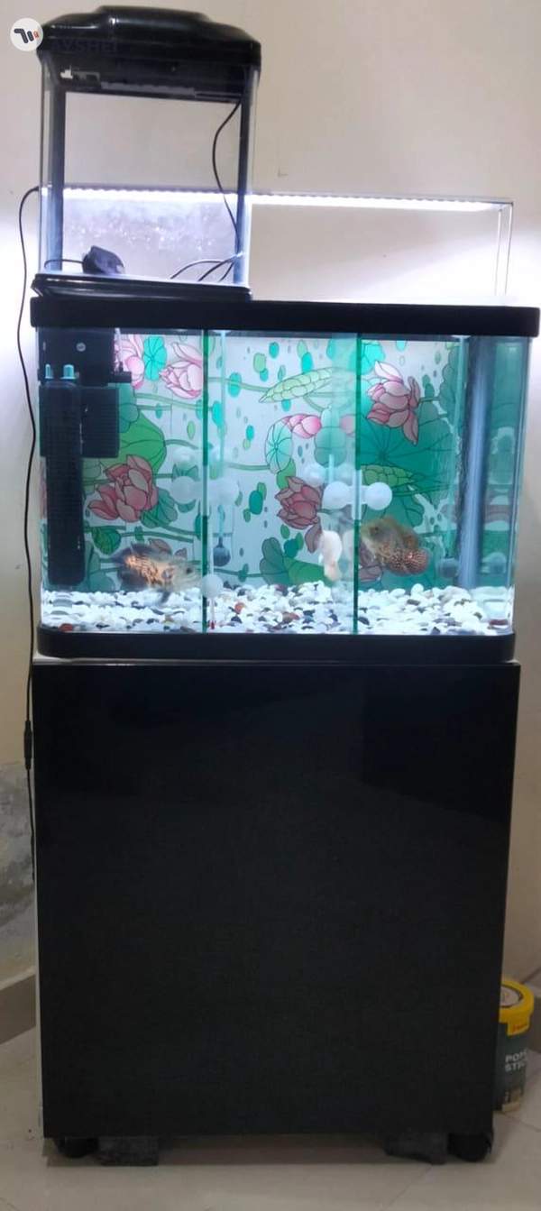 Fish Aquarium for Sale – Complete Setup with Cabinet & Oscar Fish