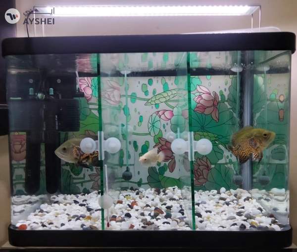 Fish Aquarium for Sale – Complete Setup with Cabinet & Oscar Fish