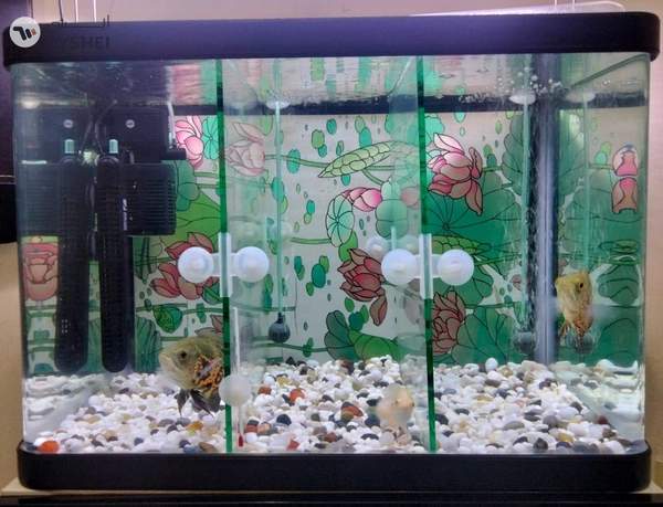 Fish Aquarium for Sale – Complete Setup with Cabinet & Oscar Fish