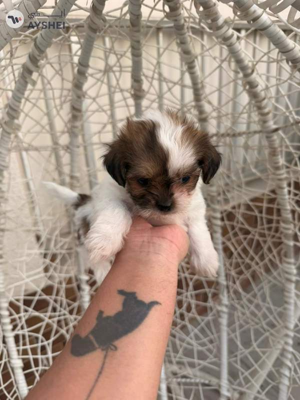 shihtzu puppy available