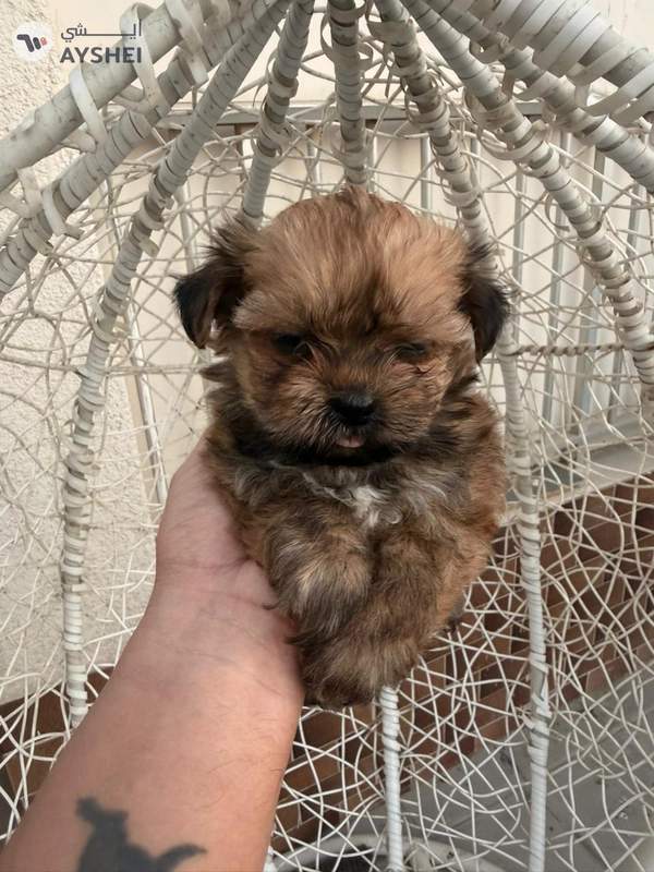 shihtzu puppy available