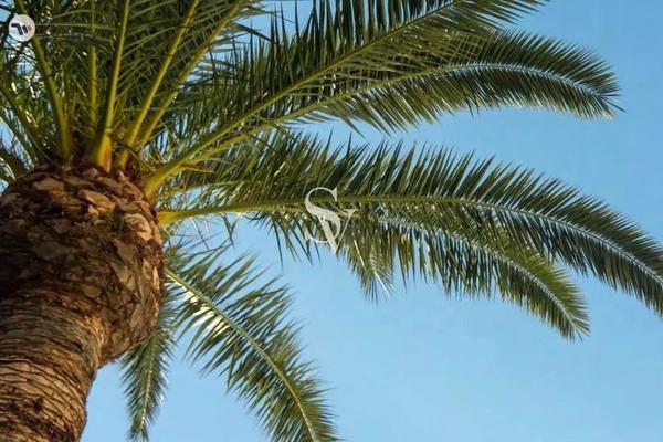 Sensia, Dubai Maritime City, Dubai