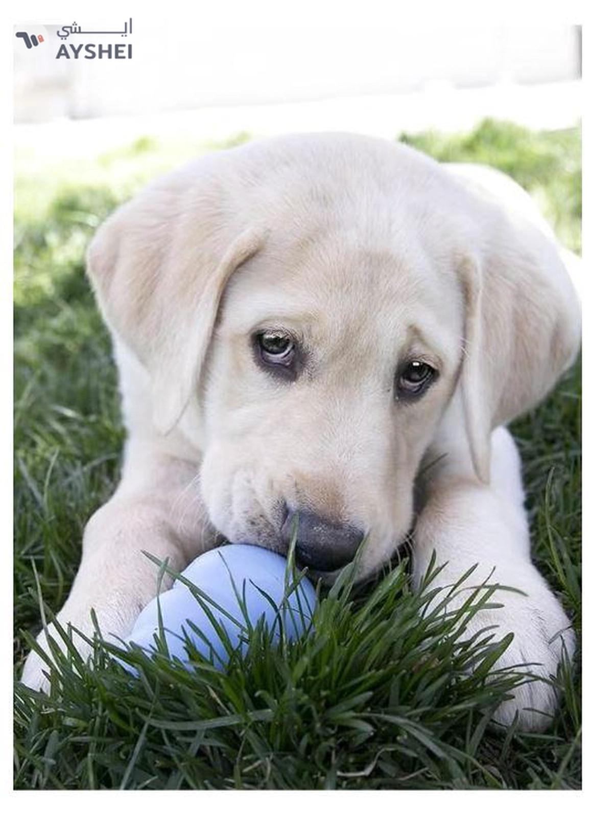 Kong Puppy Puppy Medium Pink color-1-1