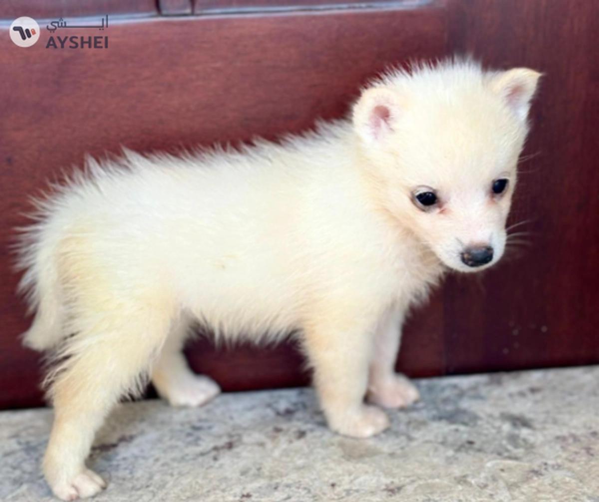 Cute Puppies looking for new home-0-landscape