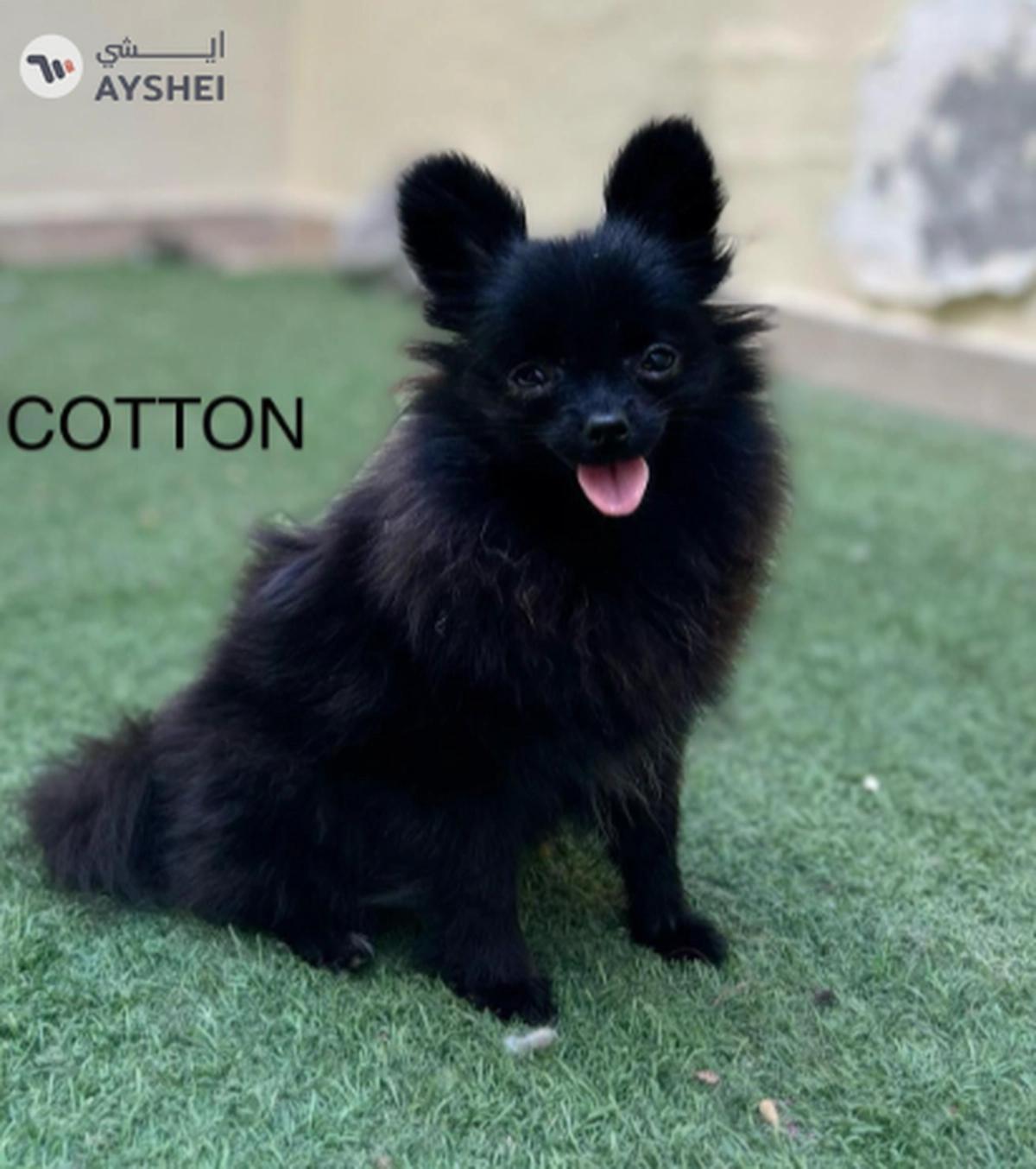 Cute Puppies looking for new home-0-0