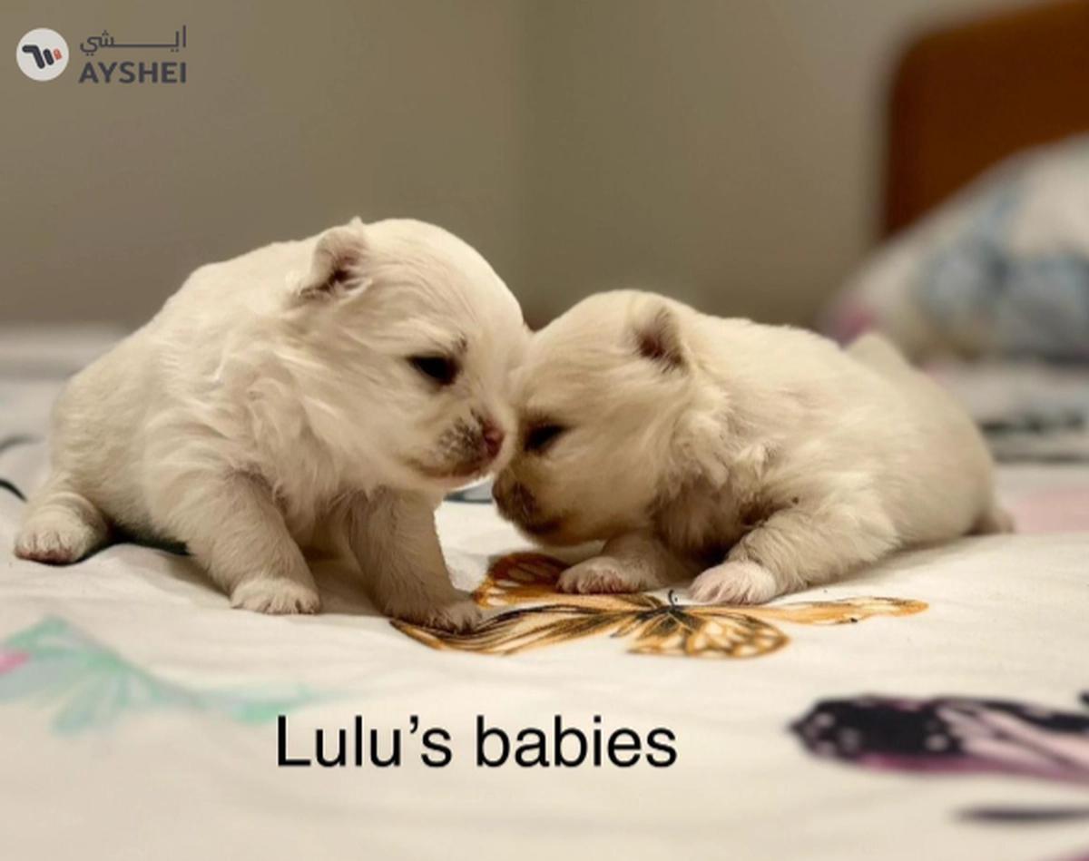 Cute Puppies looking for new home-0-landscape