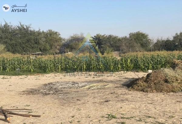FARM FOR SALE IN AL SAMHA