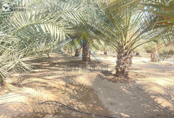 FARM FOR SALE IN AL SAMHA