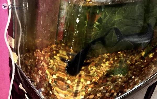 Aquarium 1 meter for sale Aed 550