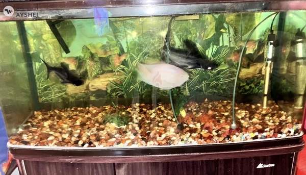 Aquarium 1 meter for sale Aed 550