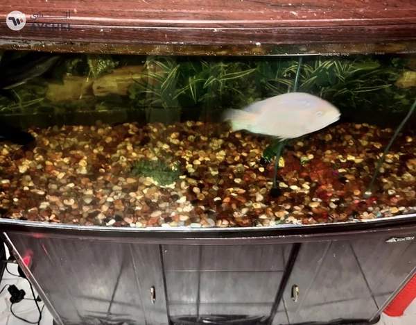 Aquarium 1 meter for sale Aed 550