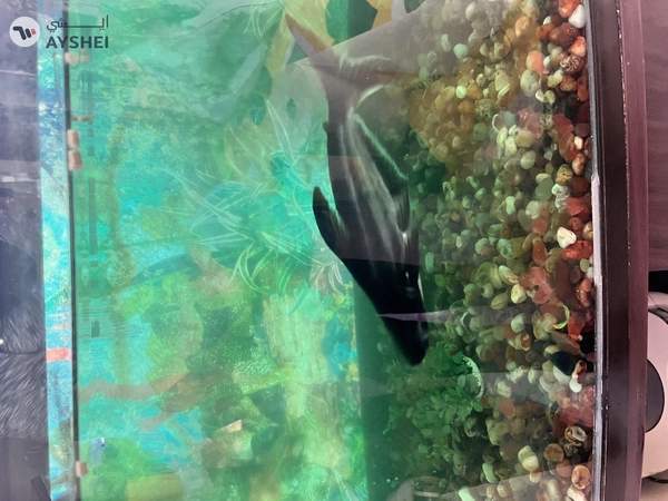 Aquarium 1 meter for sale Aed 550