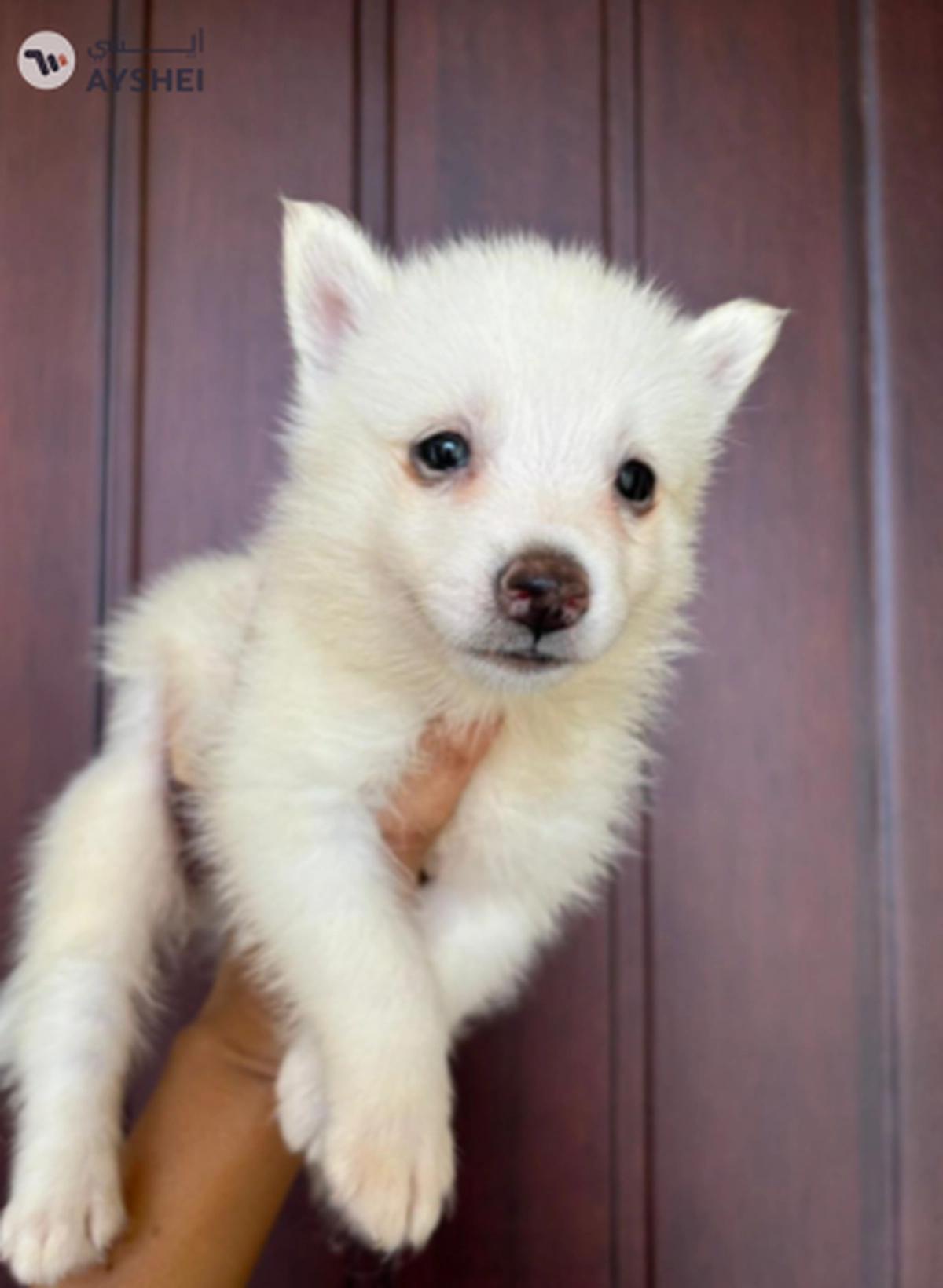 Cute Puppies looking for new home-0-portrait