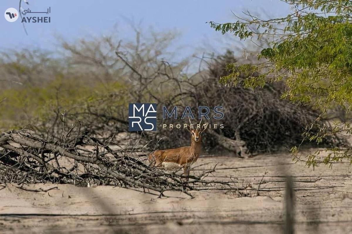 Sobha Siniya Island, Al Seanneeah, Umm Al Quwain-5-5