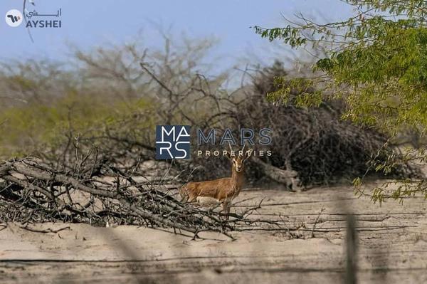 Sobha Siniya Island, Al Seanneeah, Umm Al Quwain