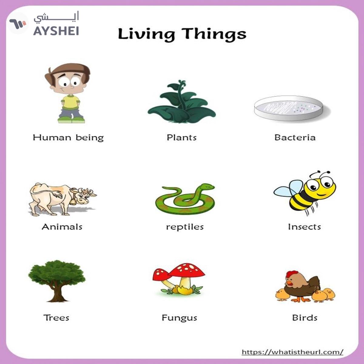 Smart - 1018 Living Non-Living Puzzle Set (Multi Color)-4-4