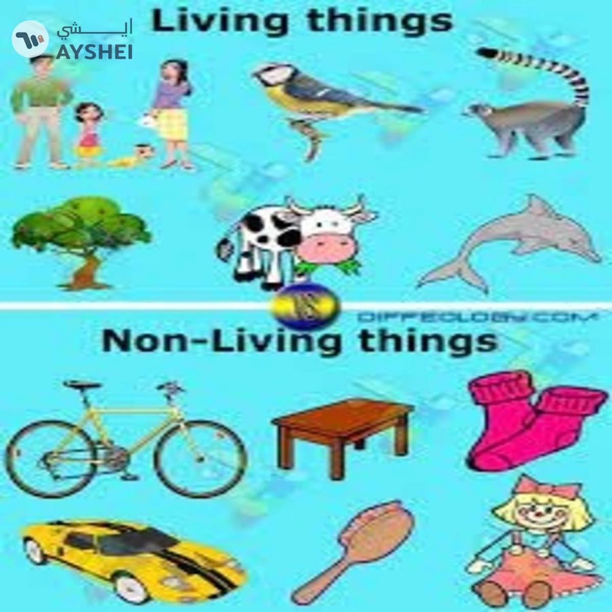 Smart - 1018 Living Non-Living Puzzle Set (Multi Color)-6-6