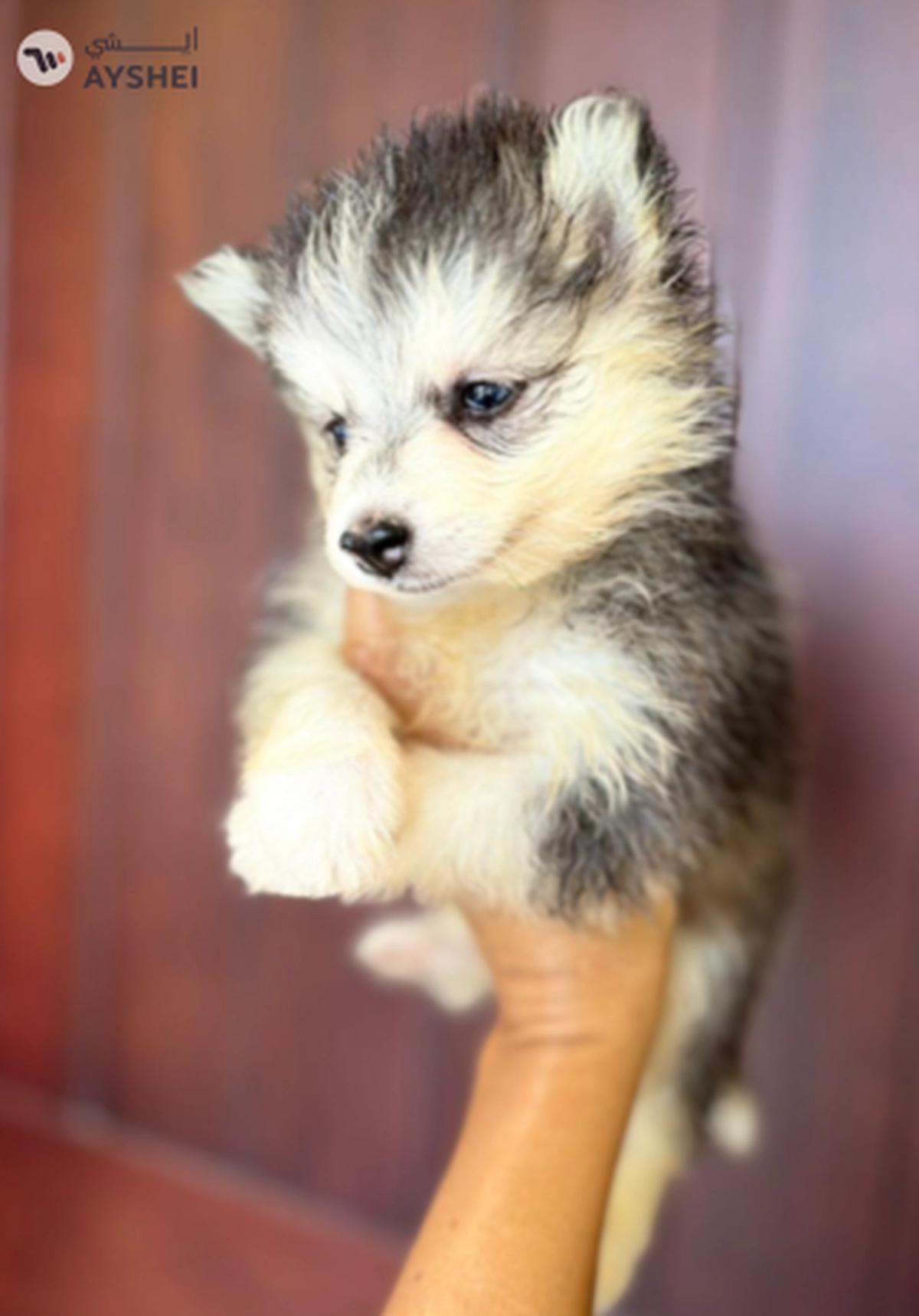 Cute Puppies looking for new home-0-portrait