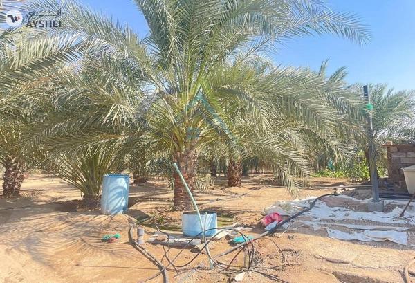 FARM FOR SALE IN AL KHABISI