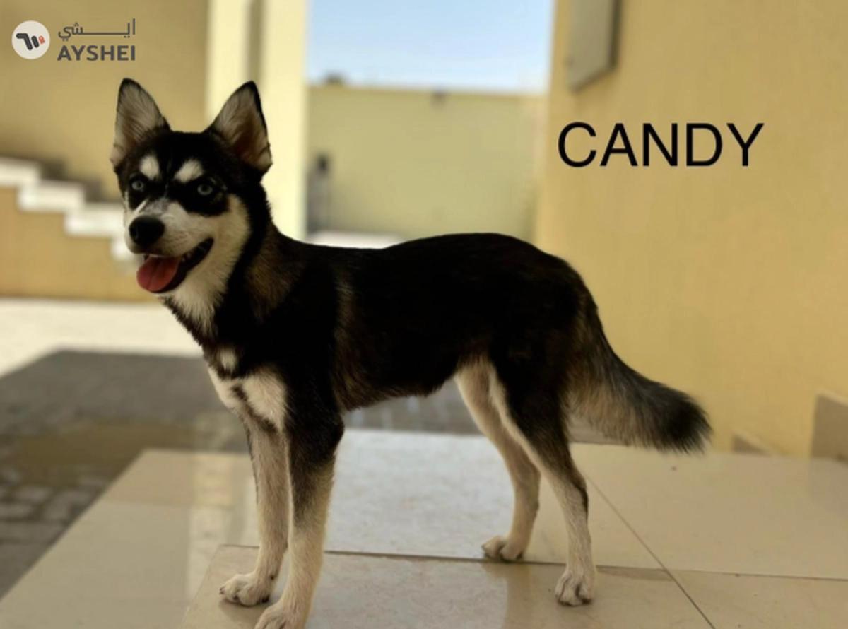 Cute Puppies looking for new home-0-landscape