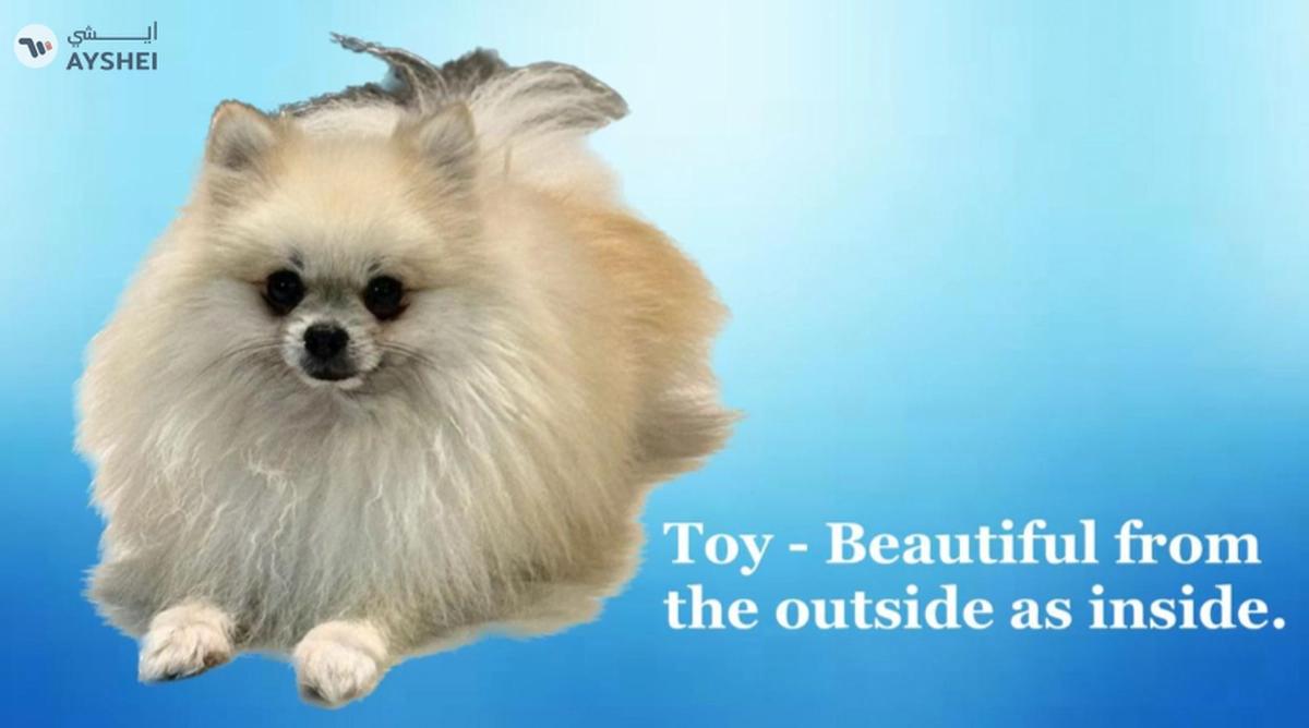 Cute Puppies looking for new home-0-landscape