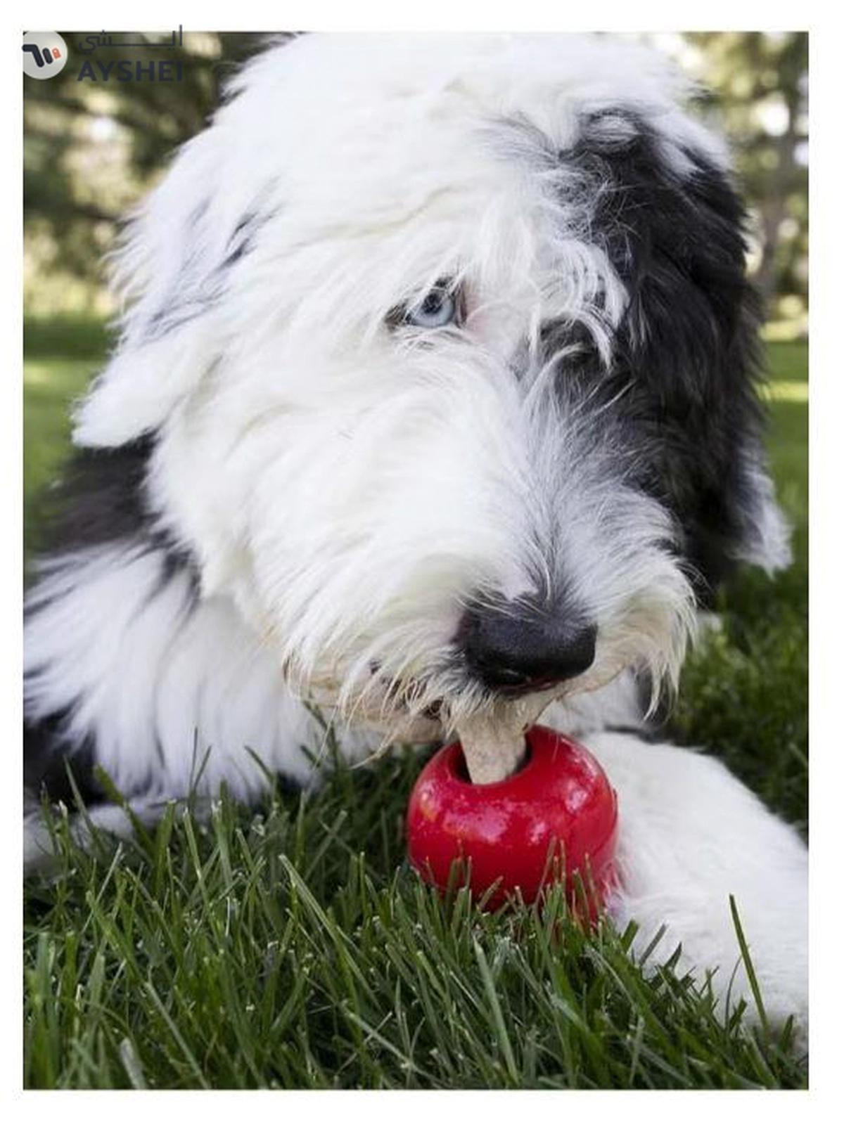 KONG - Ziggies - Teeth Cleaning Dog Treats Classic Rubber Toys - Chicken Flavor for Small Dogs -1-portrait